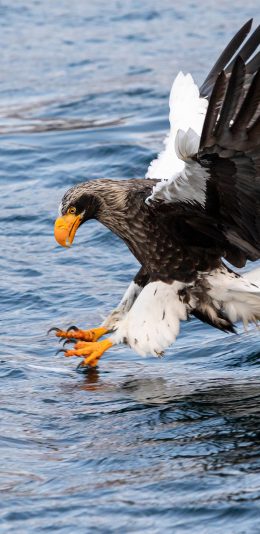 [2436x1125]飞鸟 飞禽 海面 捕食 苹果手机壁纸图片