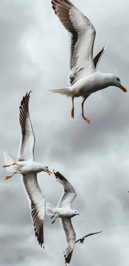 [2436x1125]飞鸟 飞翔 候迁 天空 苹果手机壁纸图片