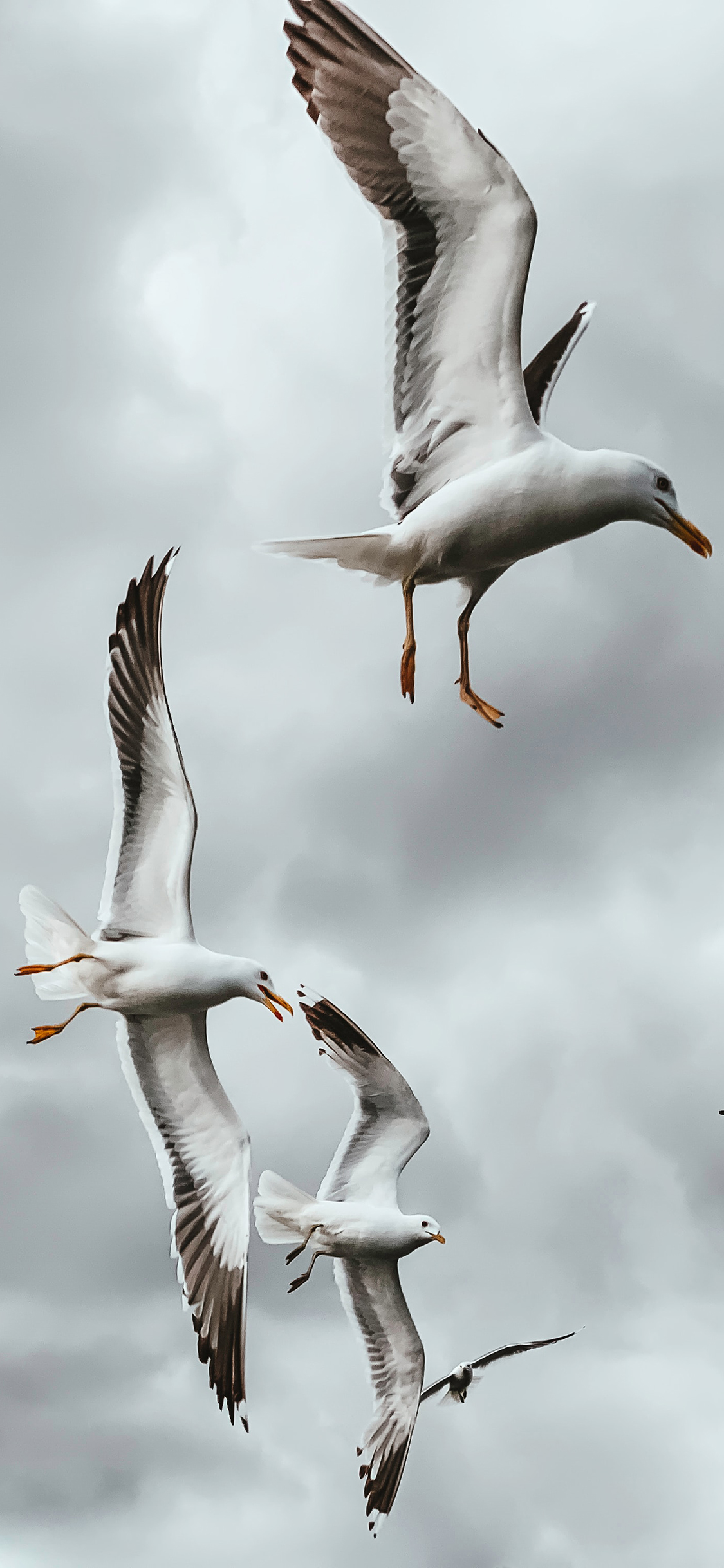[2436×1125]飞鸟 飞翔 候迁 天空 苹果手机壁纸图片