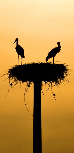 [2436x1125]飞鸟 鸟窝 栖息 夕阳 苹果手机壁纸图片