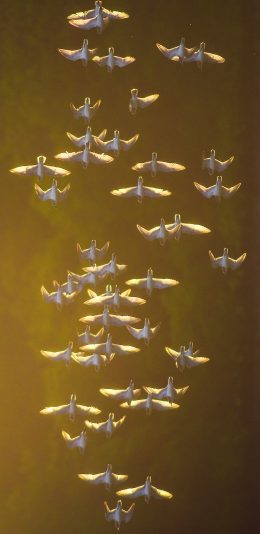 [2436x1125]飞鸟 鸟类 成群 飞翔 略过 苹果手机壁纸图片