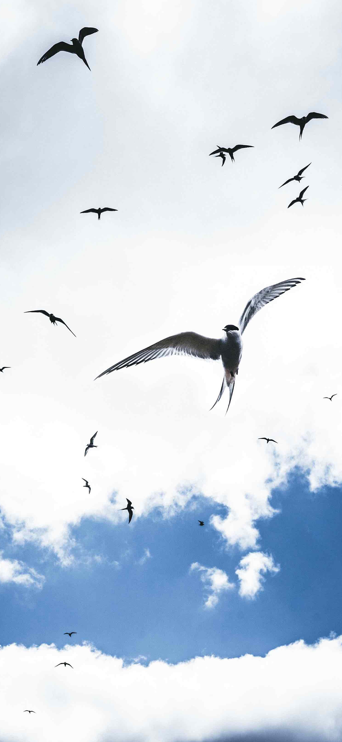 [2436×1125]飞鸟 鸟类 鸟群 白云 苹果手机壁纸图片