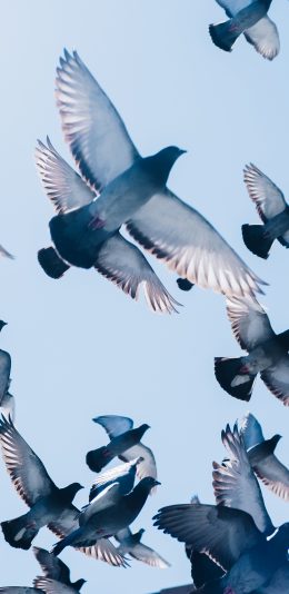 [2436x1125]飞鸟 鸟群 鸽子 信鸽 苹果手机壁纸图片