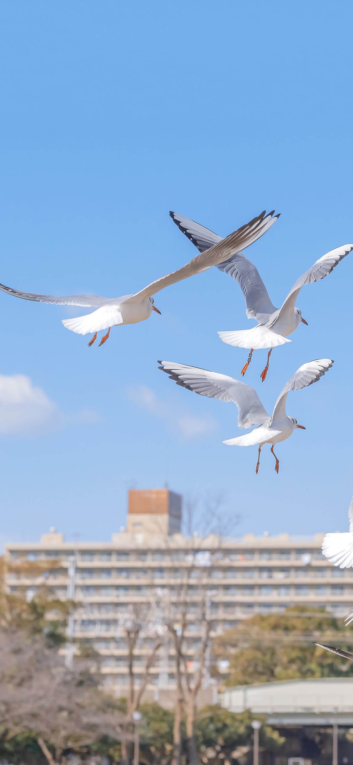 [2436×1125]飞鸟 鸥鸟 海鸥 展翅 苹果手机壁纸图片