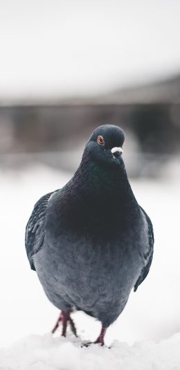 [2436x1125]飞鸟 鸽子 信鸽 和平鸽 灰色 苹果手机壁纸图片