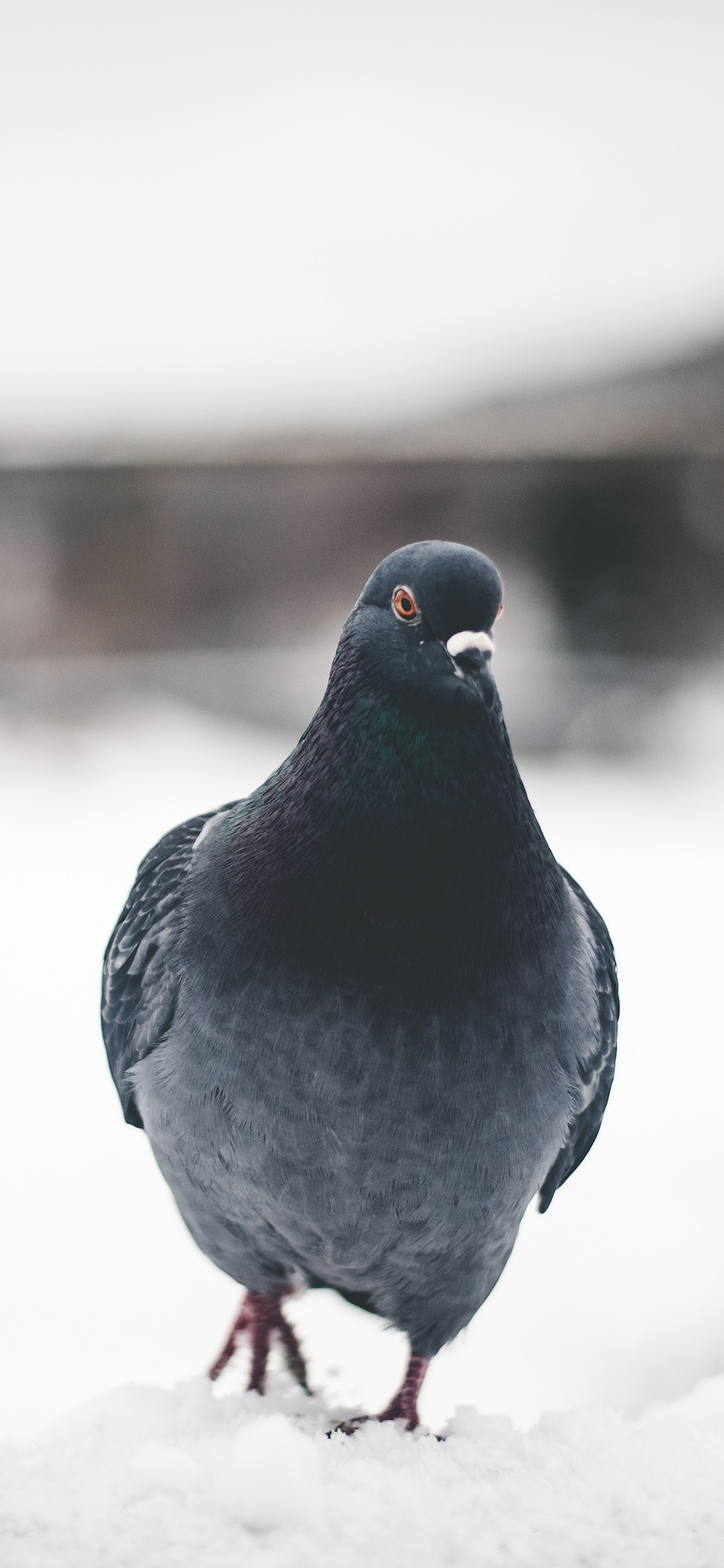 [2436×1125]飞鸟 鸽子 信鸽 和平鸽 灰色 苹果手机壁纸图片