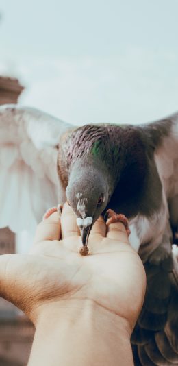 [2436x1125]飞鸟 鸽子 灰色 喂食 苹果手机壁纸图片
