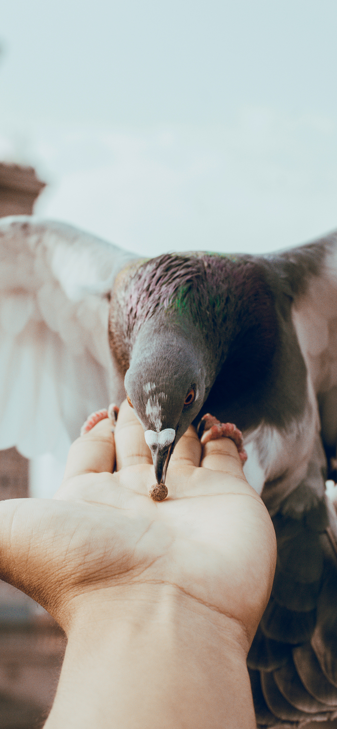[2436×1125]飞鸟 鸽子 灰色 喂食 苹果手机壁纸图片