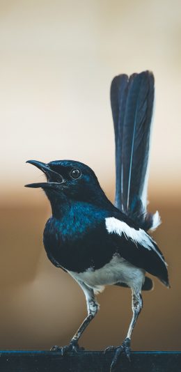 [2436x1125]飞鸟 鹊鸲 黑白 羽毛 苹果手机壁纸图片