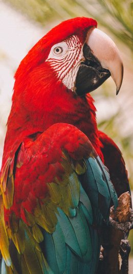 [2436x1125]飞鸟 鹦鹉 彩色 聪明 苹果手机壁纸图片