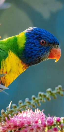 [2436x1125]飞鸟 鹦鹉 彩色 鲜花 苹果手机壁纸图片