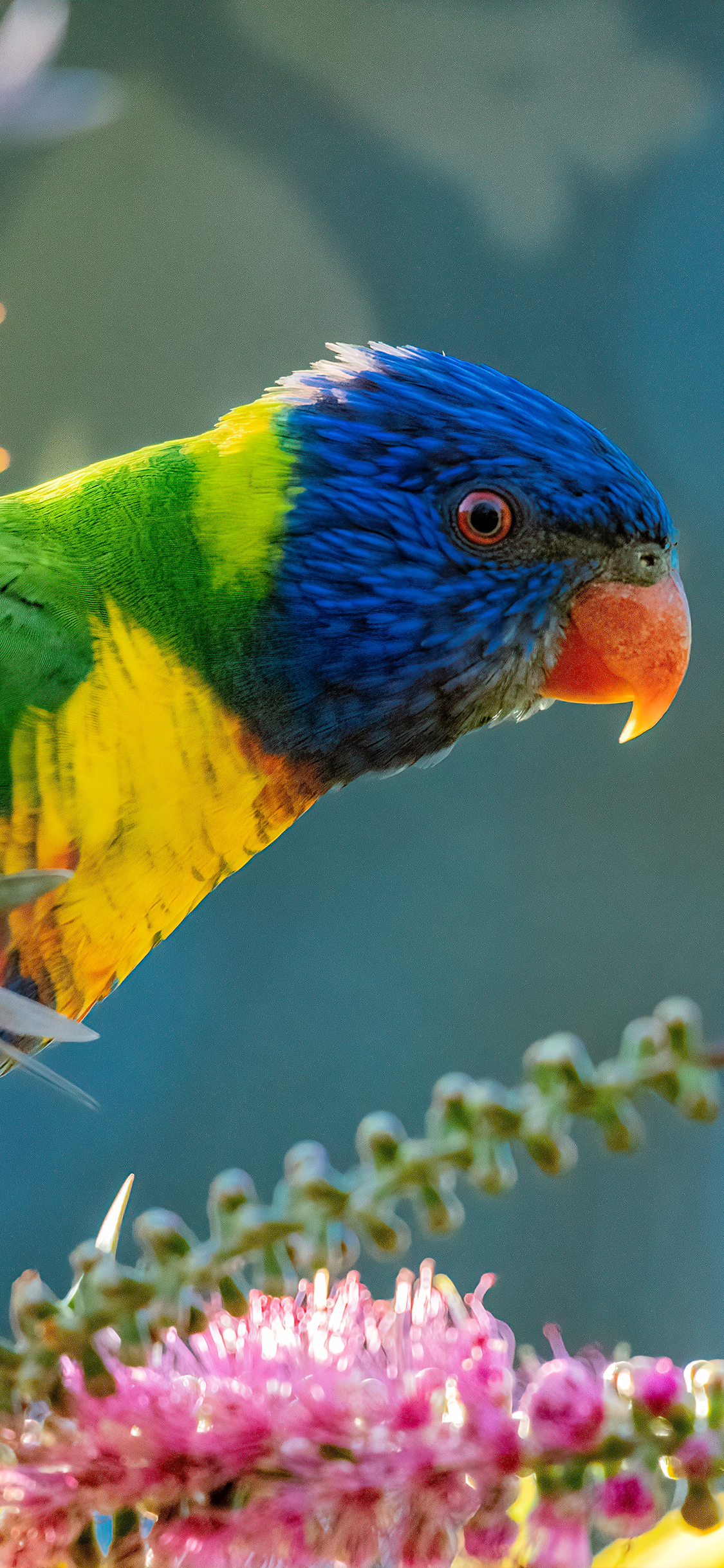[2436×1125]飞鸟 鹦鹉 彩色 鲜花 苹果手机壁纸图片