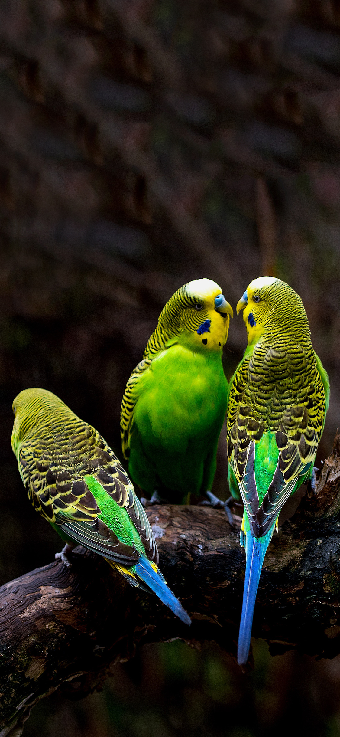 [2436×1125]飞鸟 鹦鹉 绿鹦鹉 栖息 苹果手机壁纸图片
