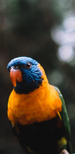 [2436x1125]飞鸟 鹦鹉 羽毛 色彩 苹果手机壁纸图片