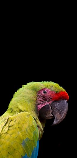 [2436x1125]飞鸟 鹦鹉 聪明 绿色 苹果手机壁纸图片