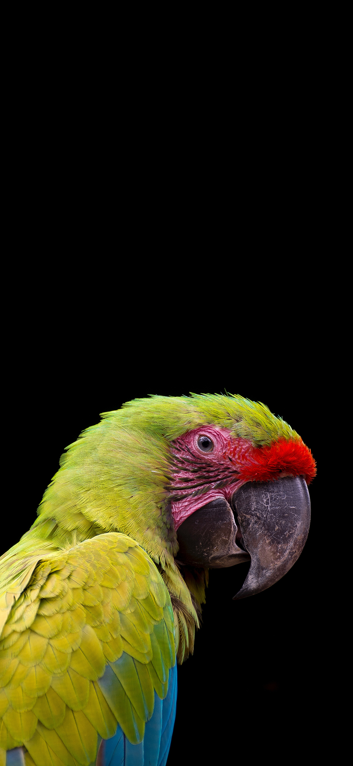 [2436×1125]飞鸟 鹦鹉 聪明 绿色 苹果手机壁纸图片