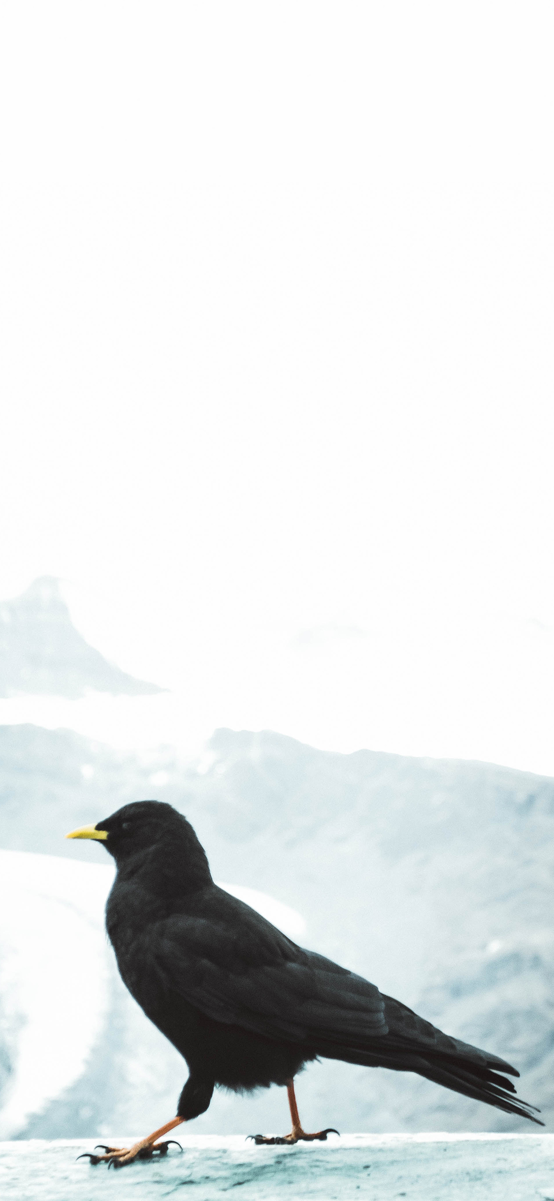 [2436×1125]飞鸟 黄嘴山鸦 黑色 苹果手机壁纸图片