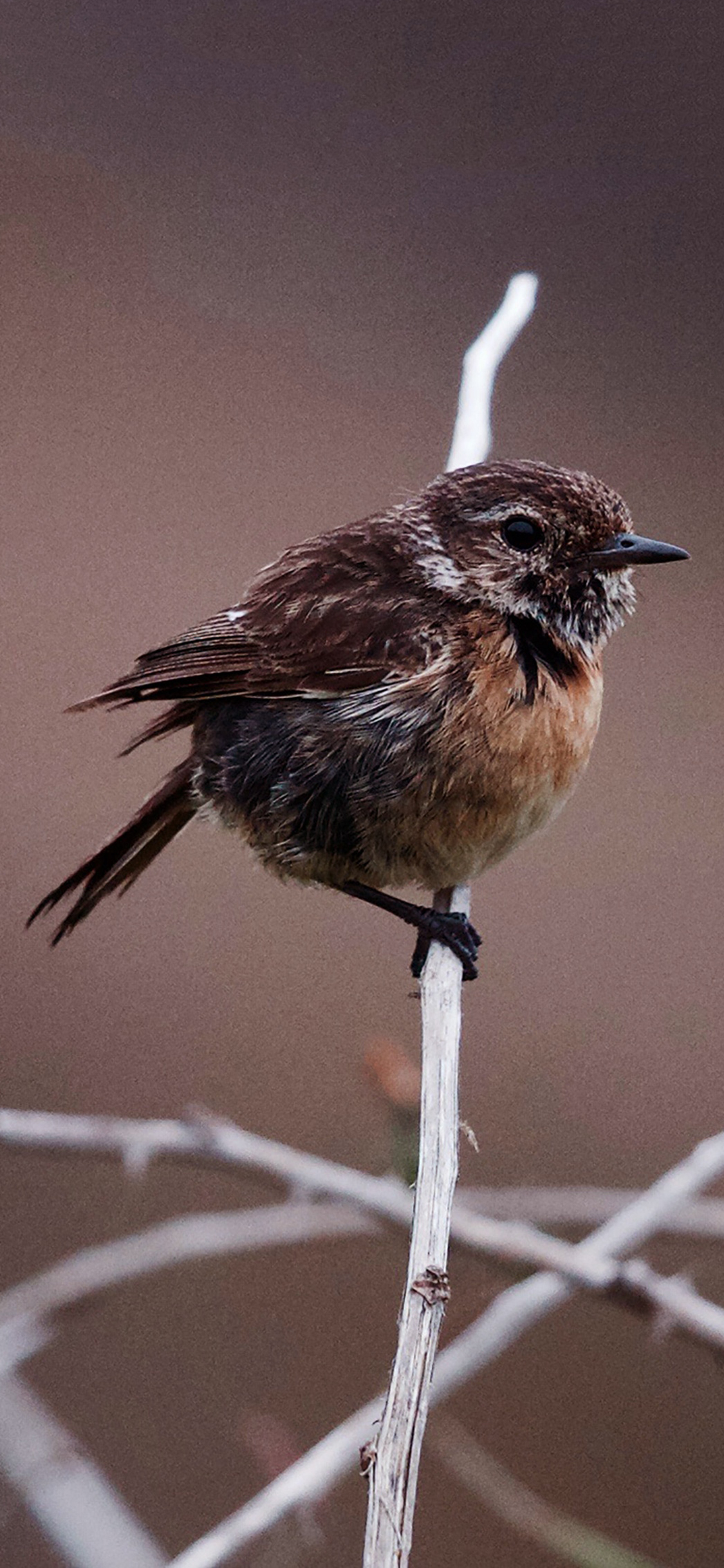 [2436×1125]飞鸟 黑喉石鸟 棕色 栖息 苹果手机壁纸图片