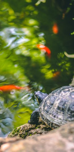 [2436x1125]饲养 池塘 乌龟 爬行 苹果手机壁纸图片