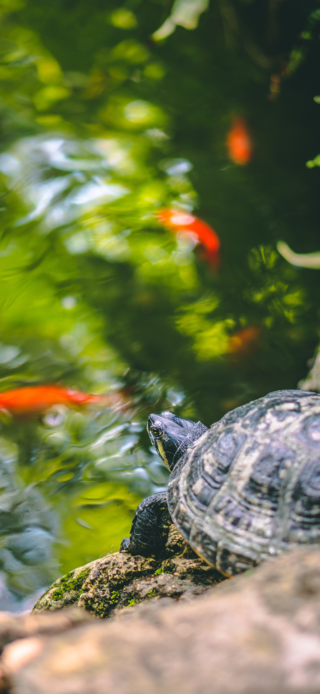 [2436×1125]饲养 池塘 乌龟 爬行 苹果手机壁纸图片