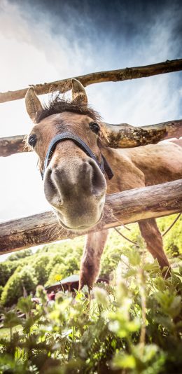 [2436x1125]饲养 马 栅栏 草地 牲畜 苹果手机壁纸图片