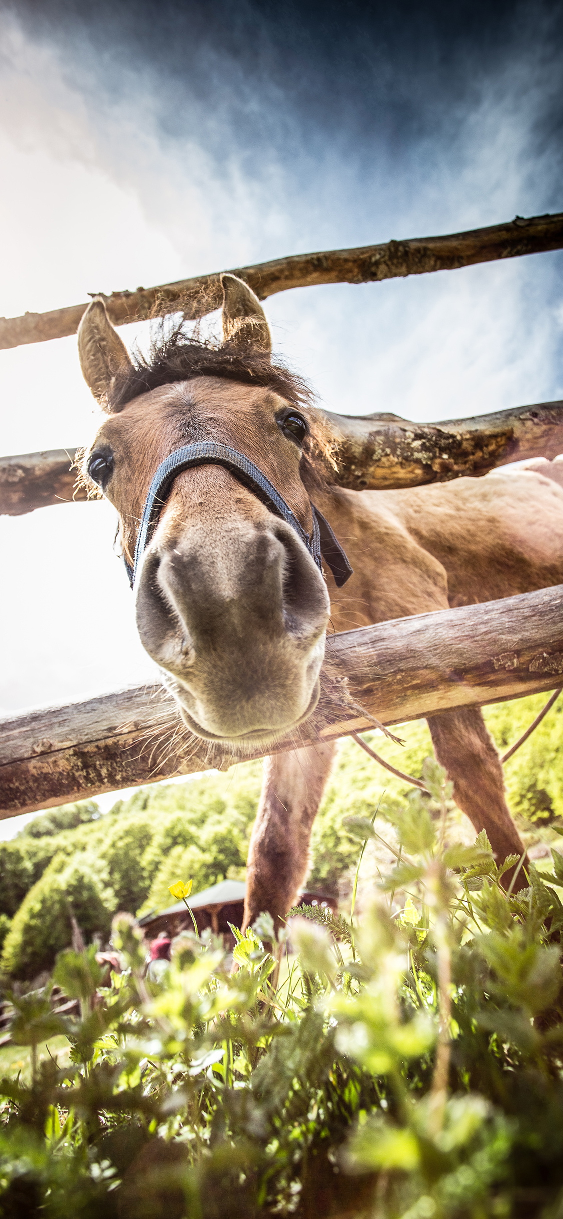 [2436×1125]饲养 马 栅栏 草地 牲畜 苹果手机壁纸图片