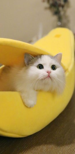 [2436x1125]香蕉床 宠物猫 布偶猫 苹果手机壁纸图片