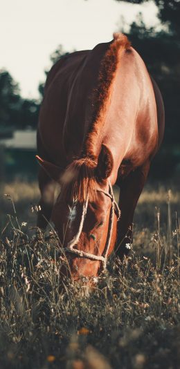 [2436x1125]马  驹 觅食 食草 草坪 畜牧 苹果手机壁纸图片