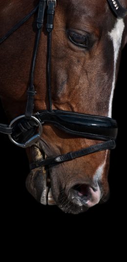 [2436x1125]马 头部 黑色 动物 特写 苹果手机壁纸图片
