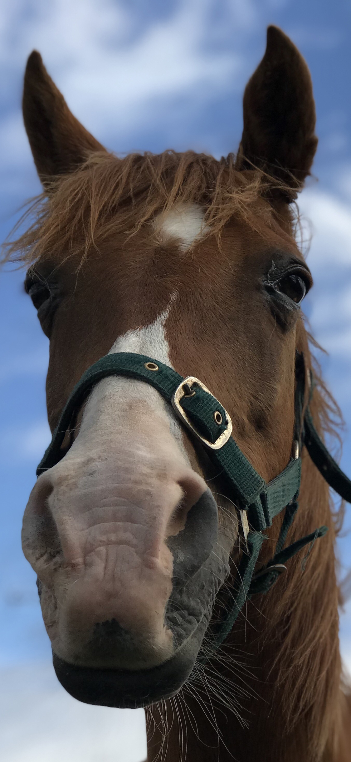 [2436×1125]马 度 特写 蓝天白云 苹果手机壁纸图片
