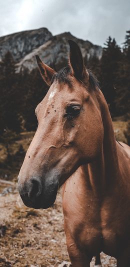 [2436x1125]马 森林 骏马 驹 苹果手机壁纸图片