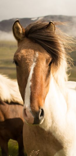 [2436x1125]马 毛发 野生 草原 苹果手机壁纸图片