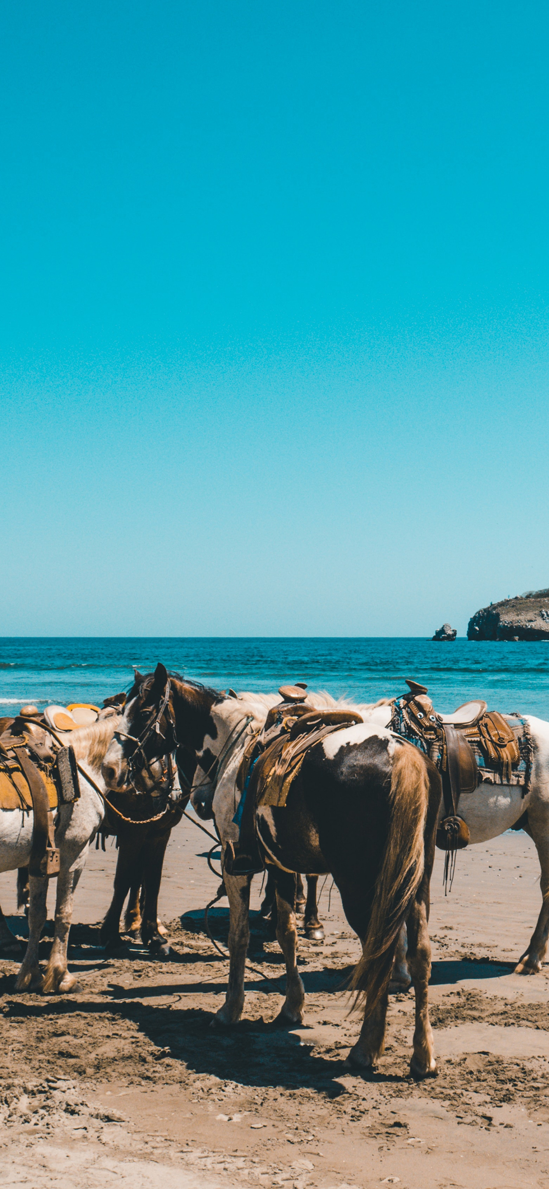 [2436×1125]马 海边 沙滩 驹 苹果手机壁纸图片
