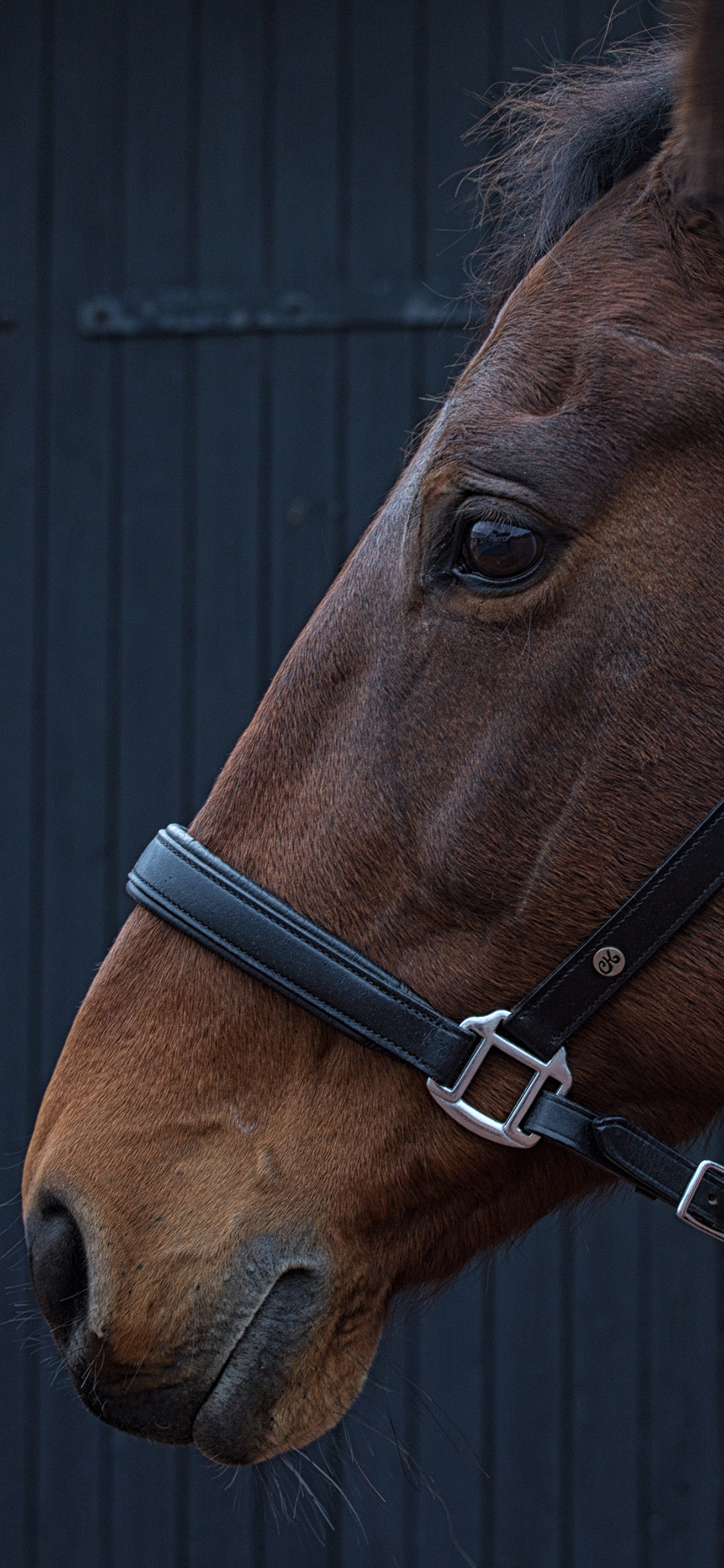 [2436×1125]马 牧场 饲养 绳索 棕色 牲畜 动物 苹果手机壁纸图片