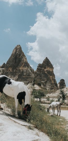 [2436x1125]马 牲畜 野外 觅食 苹果手机壁纸图片