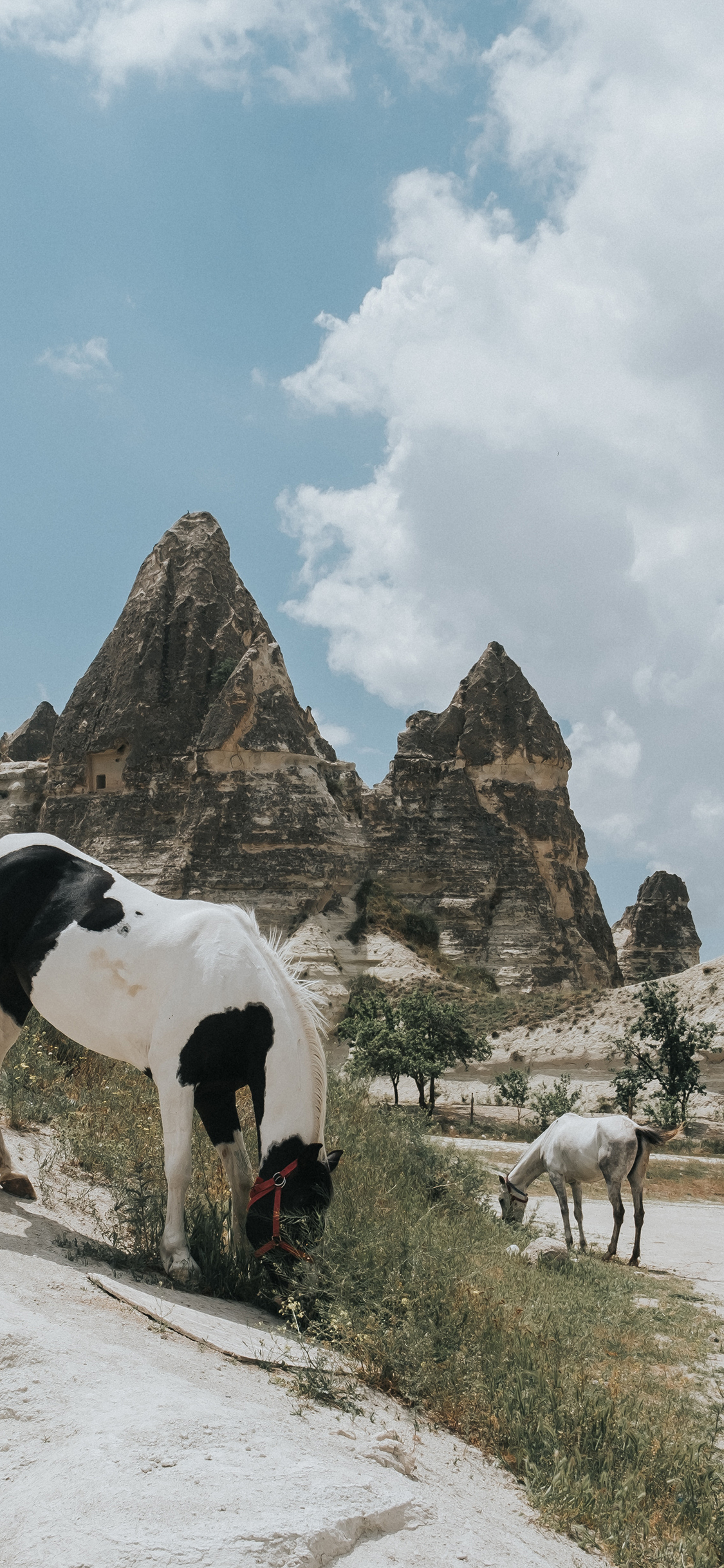 [2436×1125]马 牲畜 野外 觅食 苹果手机壁纸图片