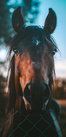 [2436x1125]马 牲畜 马匹 铁丝网 苹果手机壁纸图片