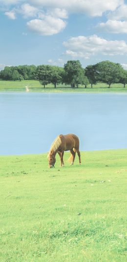 [2436x1125]马 畜牧 草原 牲畜 吃草 苹果手机壁纸图片