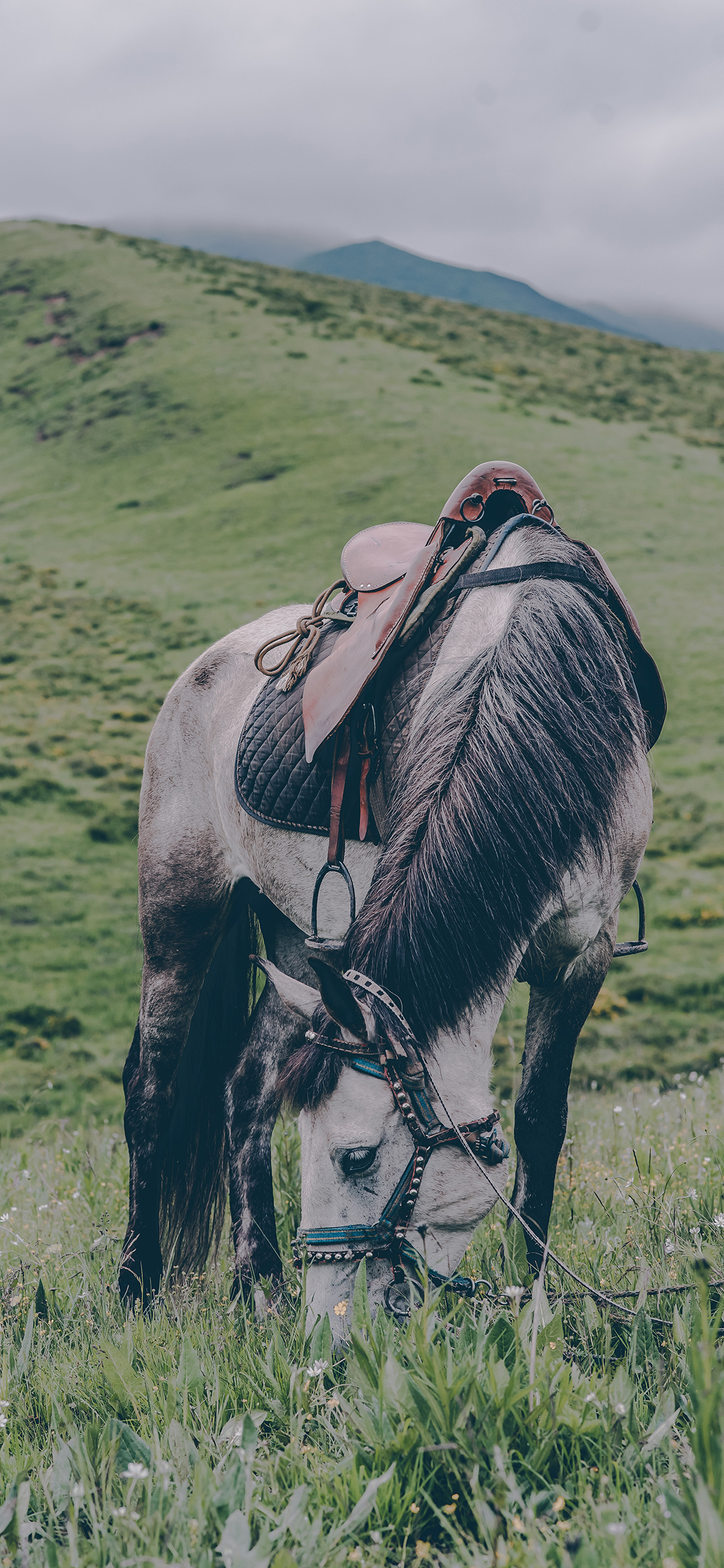 [2436×1125]马 畜牧 草原 觅食 牲畜 苹果手机壁纸图片