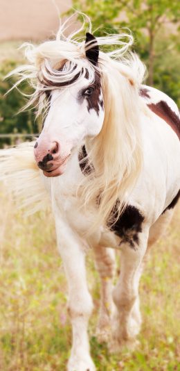 [2436x1125]马 畜牧 草原 马场 草坪 驹 苹果手机壁纸图片