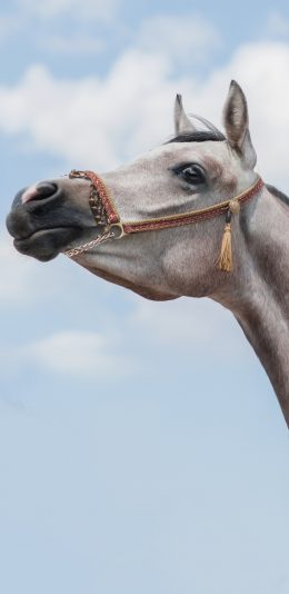 [2436x1125]马 白马 驹 畜牧 苹果手机壁纸图片