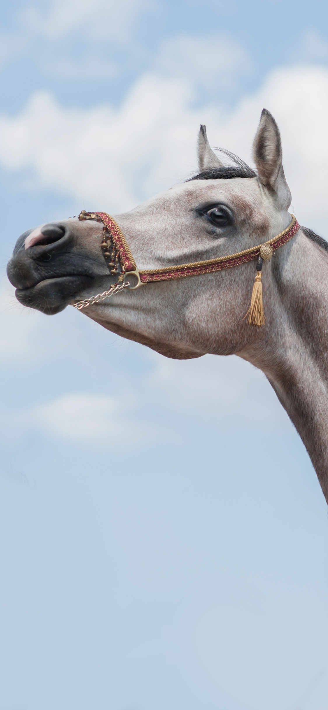 [2436×1125]马 白马 驹 畜牧 苹果手机壁纸图片