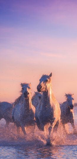 [2436x1125]马 种群 奔跑 驹 苹果手机壁纸图片