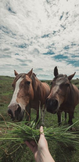 [2436x1125]马 草原 畜牧 喂食 驹 苹果手机壁纸图片