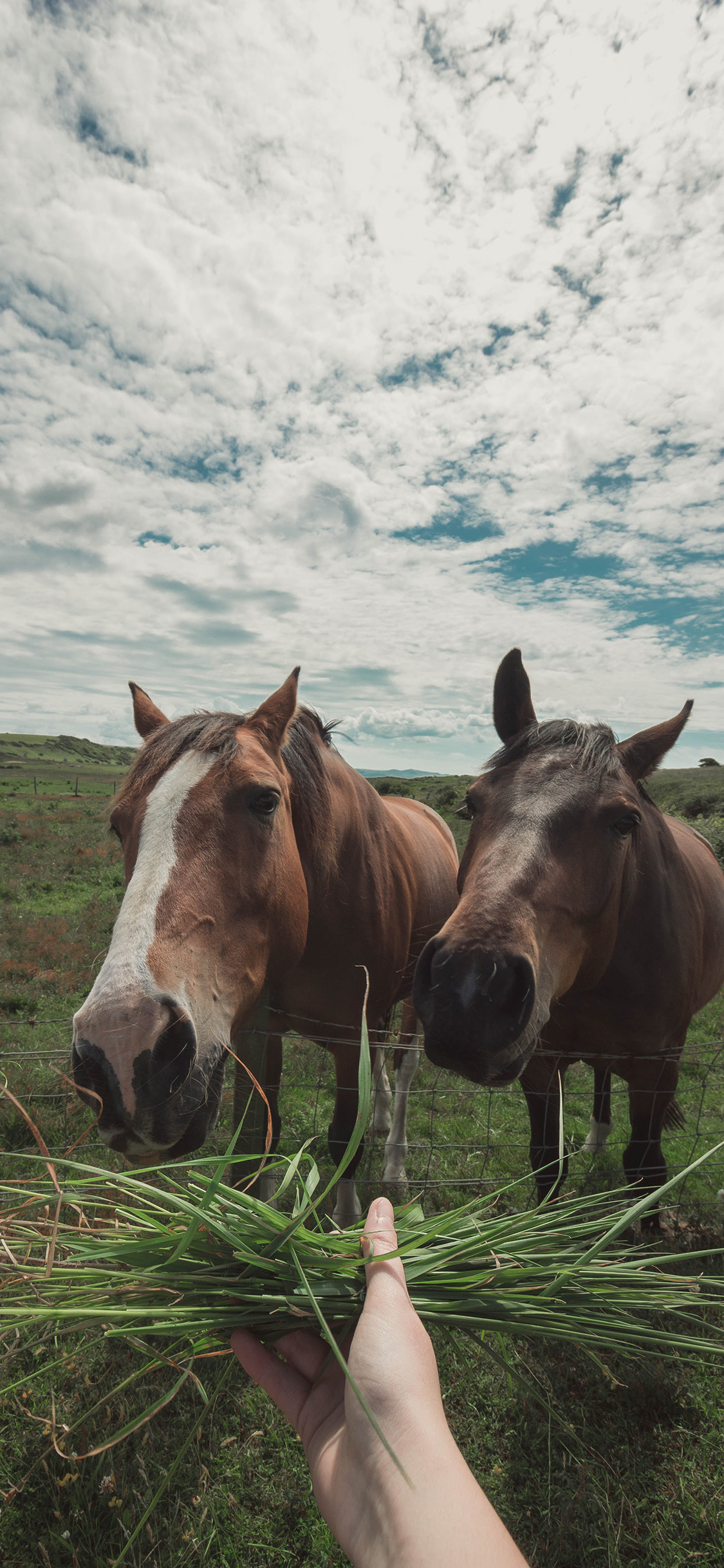 [2436×1125]马 草原 畜牧 喂食 驹 苹果手机壁纸图片
