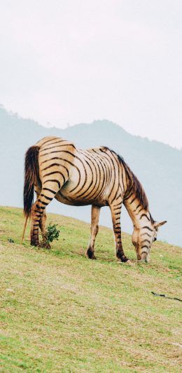 [2436x1125]马 草原 畜牧 牲畜 苹果手机壁纸图片