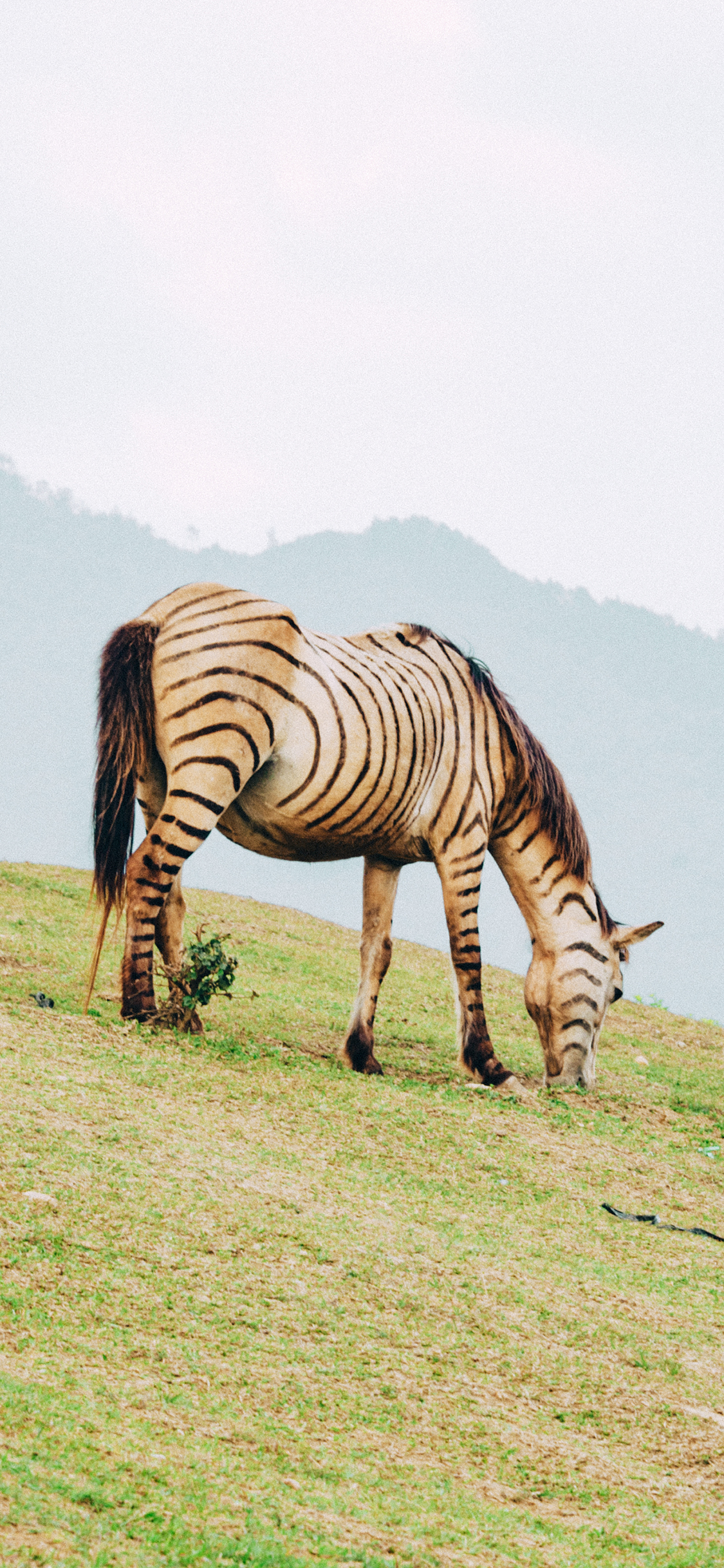 [2436×1125]马 草原 畜牧 牲畜 苹果手机壁纸图片