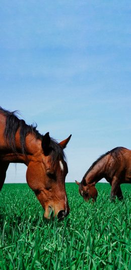 [2436x1125]马 草原 驹 吃草 鬃毛 苹果手机壁纸图片