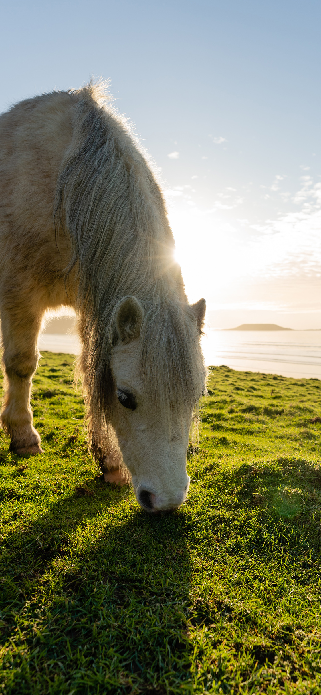 [2436×1125]马 草地 天空 牲畜 苹果手机壁纸图片