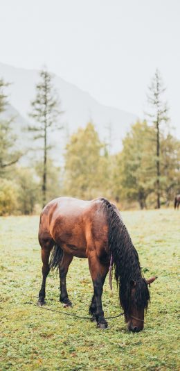 [2436x1125]马 草坪 吃草 畜牧 牲畜 苹果手机壁纸图片